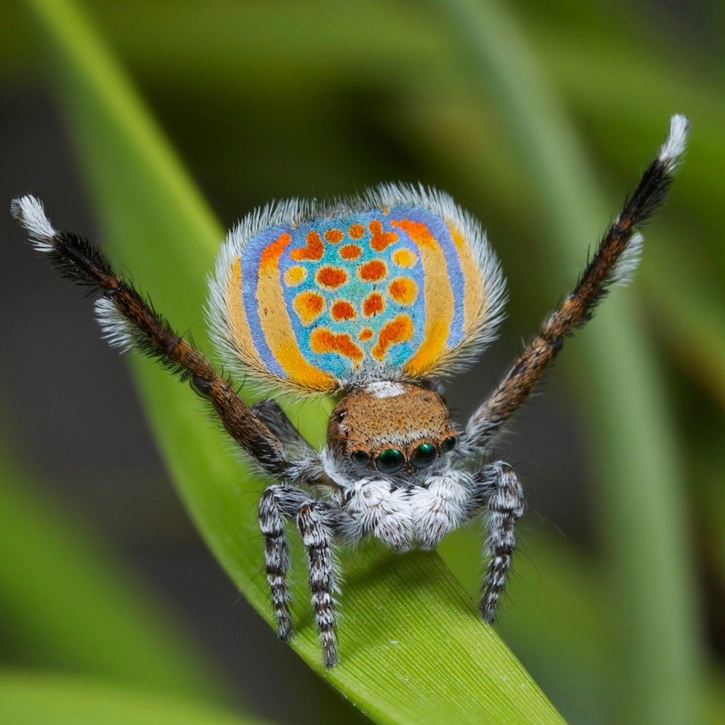 Maratus-Volans