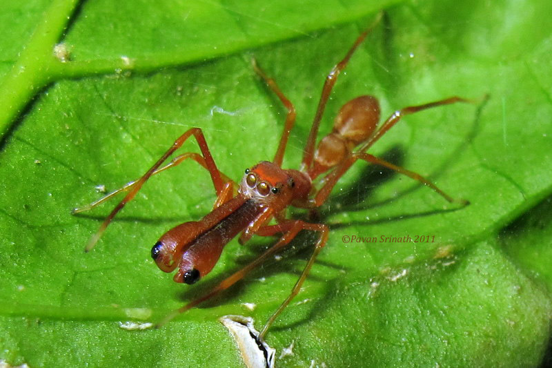 Myrmarachne-plataleoides Myrmarachne-plataleoides