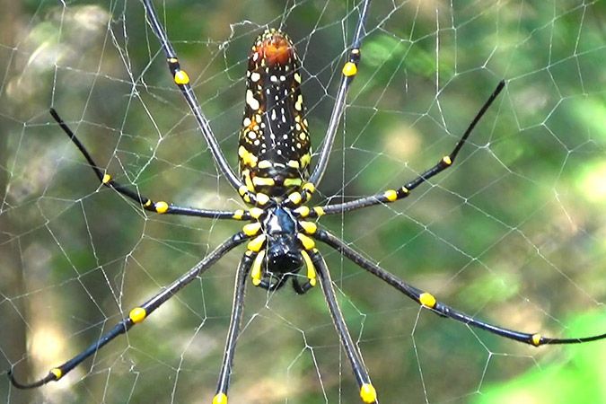 Nephila-pilipes