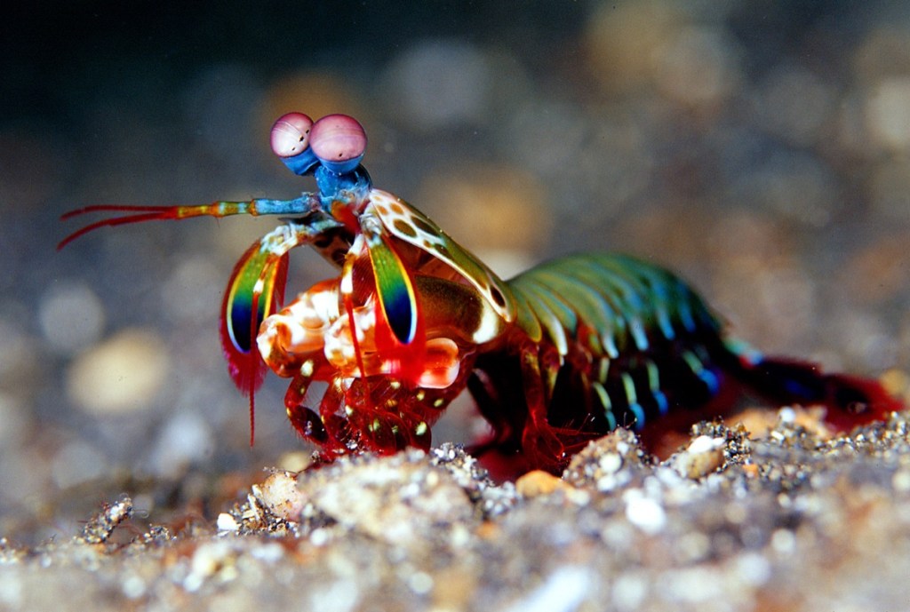 Purple-spot-mantis-shrimp