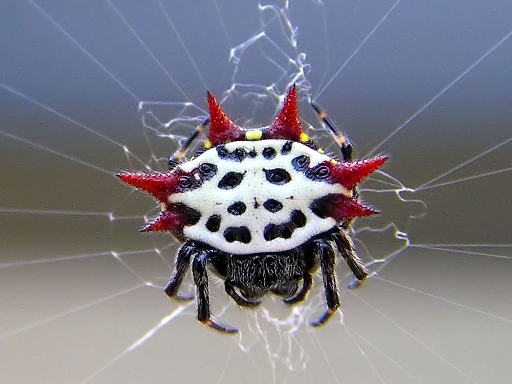 Spiny-Orb-Weaver Spiny-Orb-Weaver