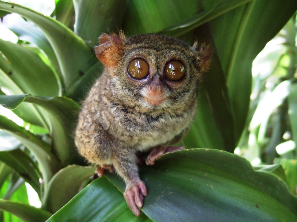 Tarsiers