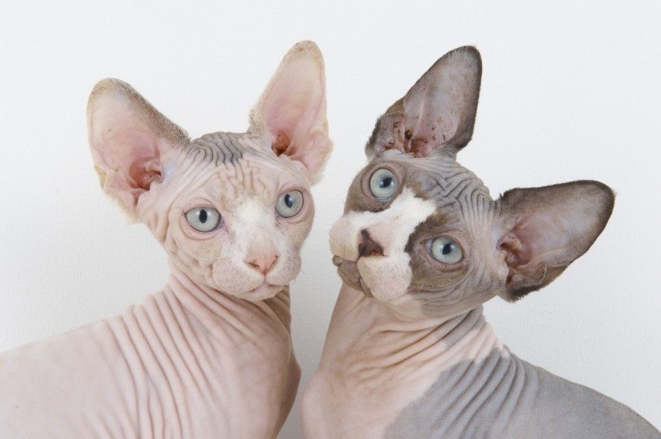 The-Sphynx-Cat