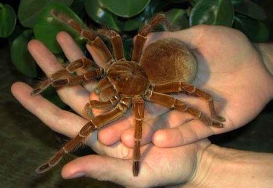 Theraphosa-Blondi