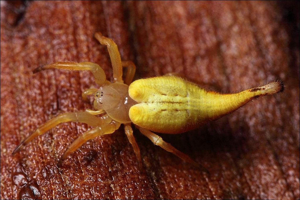 arachnura-higginsi arachnura-higginsi