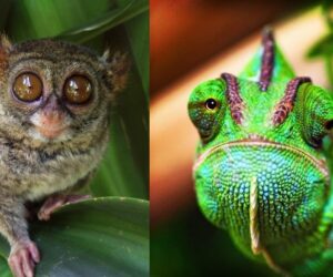 Top 10 Animals with Big Eyes – Can they Be Any Cuter?