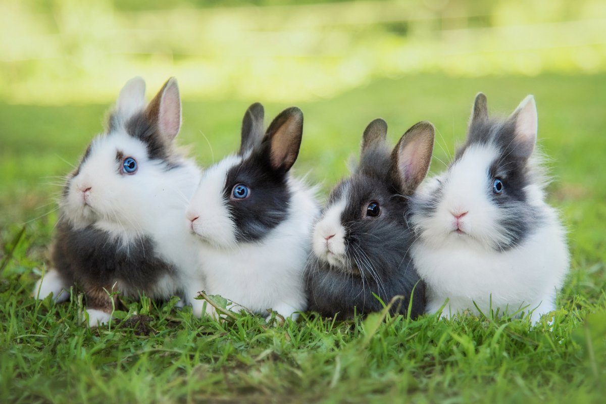 bunny bunny