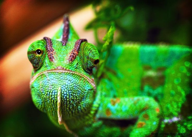 chameleon chameleon