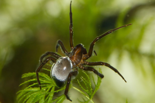 diving-spider