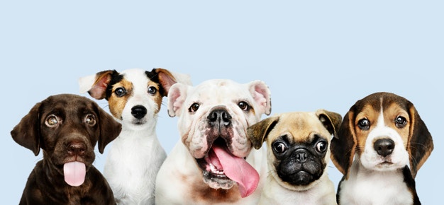 dogs dogs