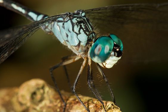 dragonfly dragonfly
