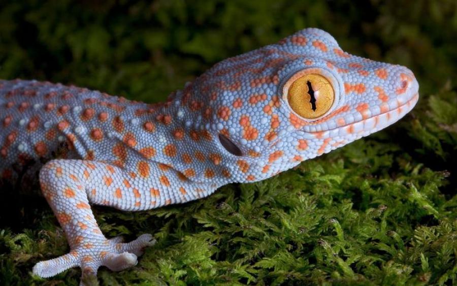 gecko gecko