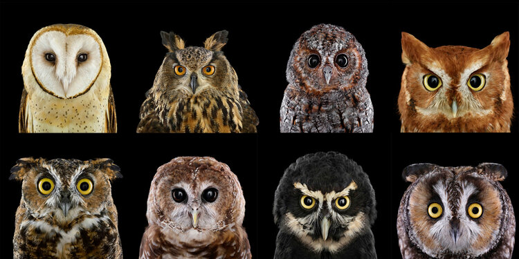 owls owls