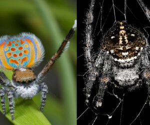 Top 10 Weird Spiders – Weird and Wonderful Members of the Animal World