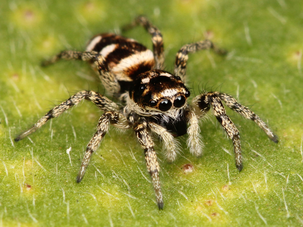 zebra-spider