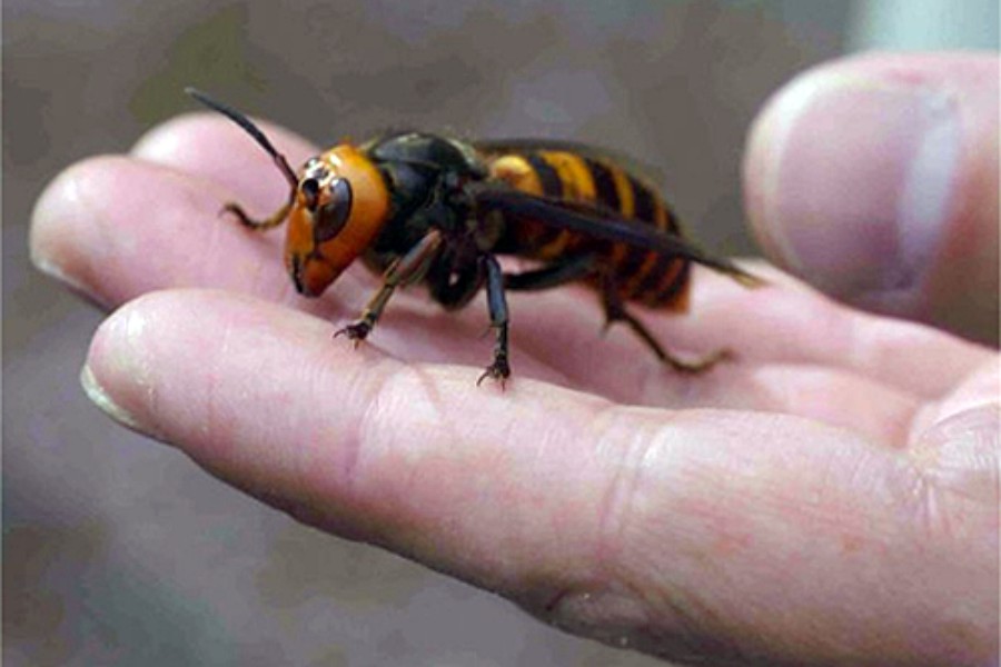 Asian-Giant-Hornet