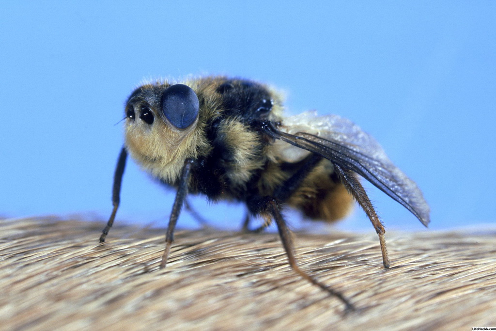 Botfly