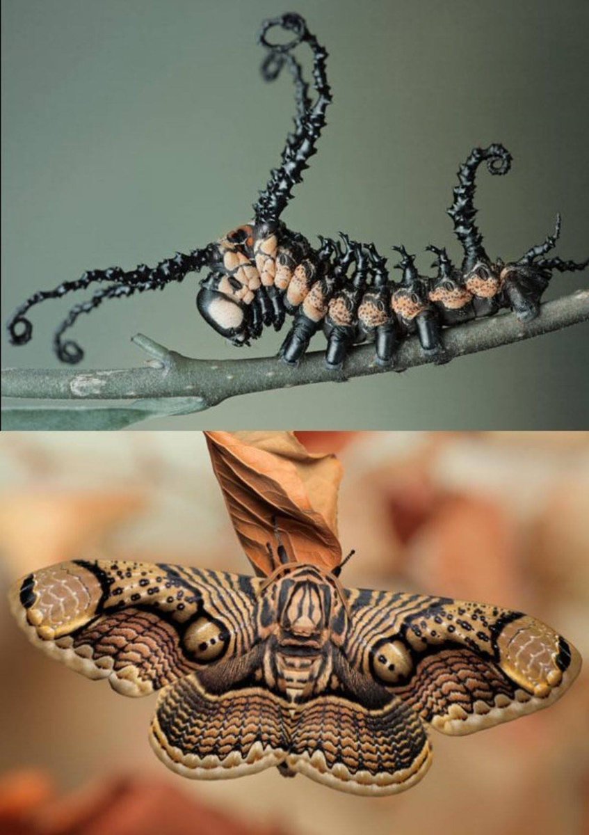 Brahmin-Moth-Caterpillar
