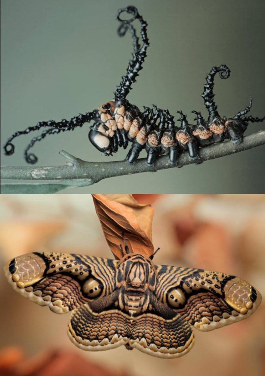 Brahmin-Moth-Caterpillar Brahmin-Moth-Caterpillar