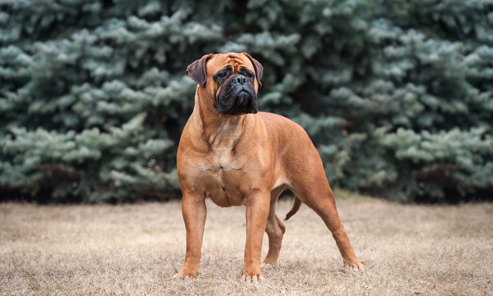 Bullmastiff