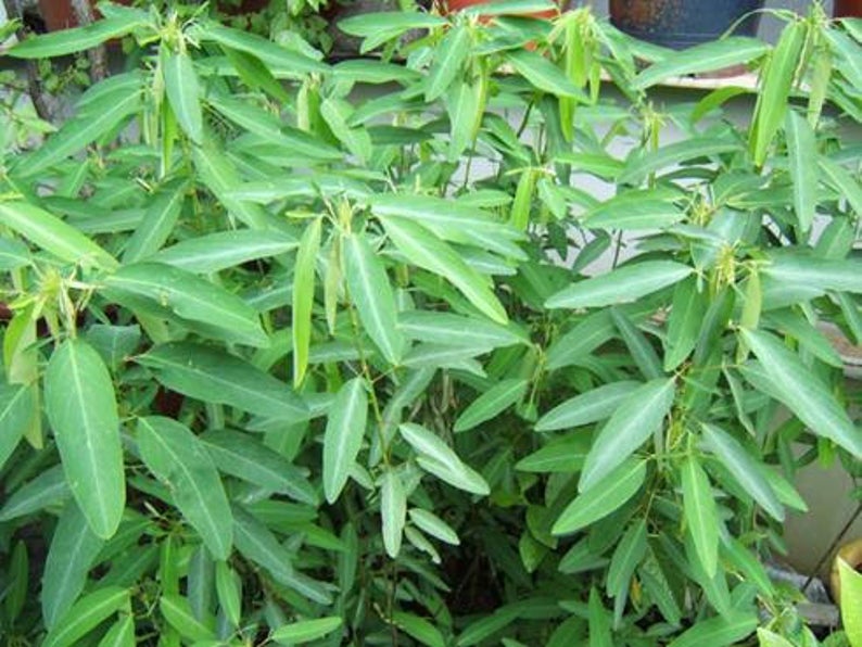 Dancing-Plant-–-Desmodium-gyrans Dancing-Plant-–-Desmodium-gyrans