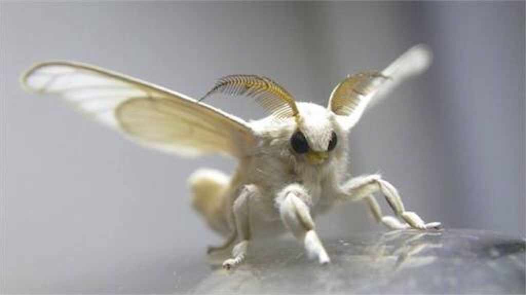 Domestic-Silk-Moth Domestic-Silk-Moth