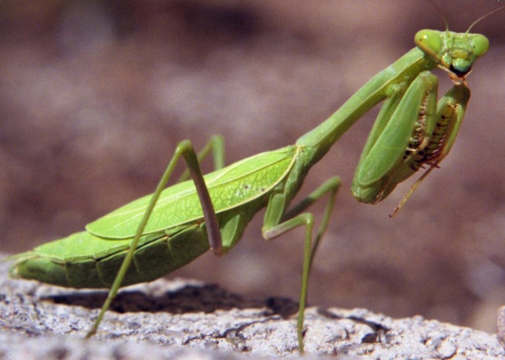 European-mantis