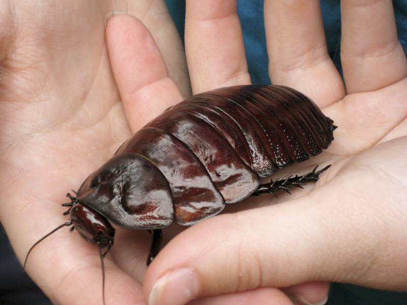 Giant-burrowing-cockroach