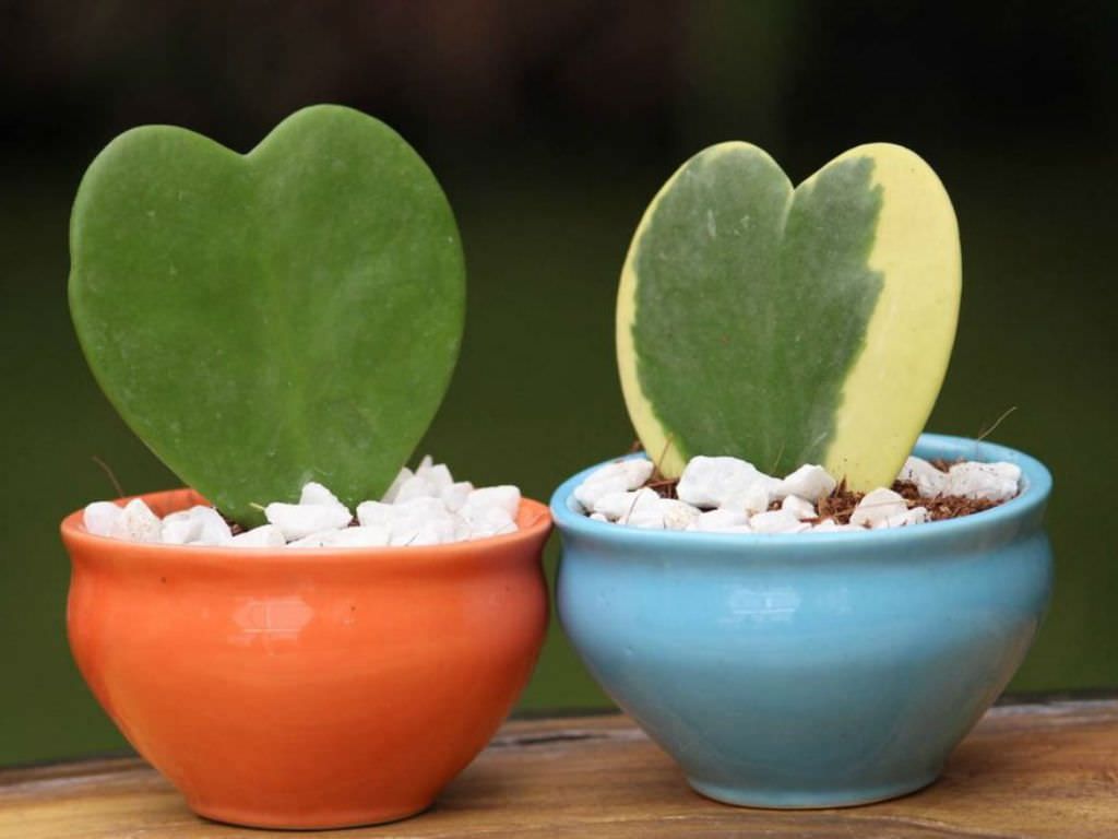Hoya-Hearts Hoya-Hearts