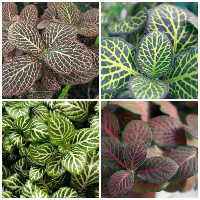Nerve-Plants Nerve-Plants