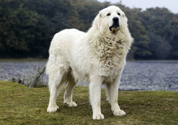 Pyrenean-Mountain-Dog