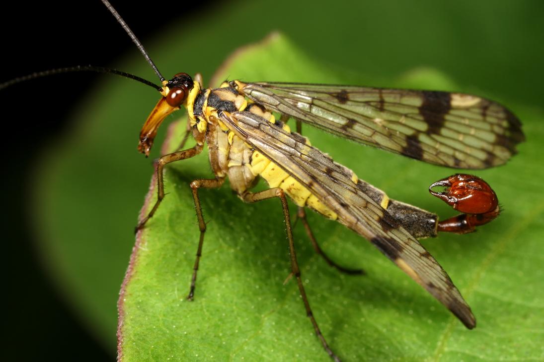Scorpion-fly Scorpion-fly