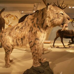 Smilodon-populator-300x300 Smilodon-populator-300x300