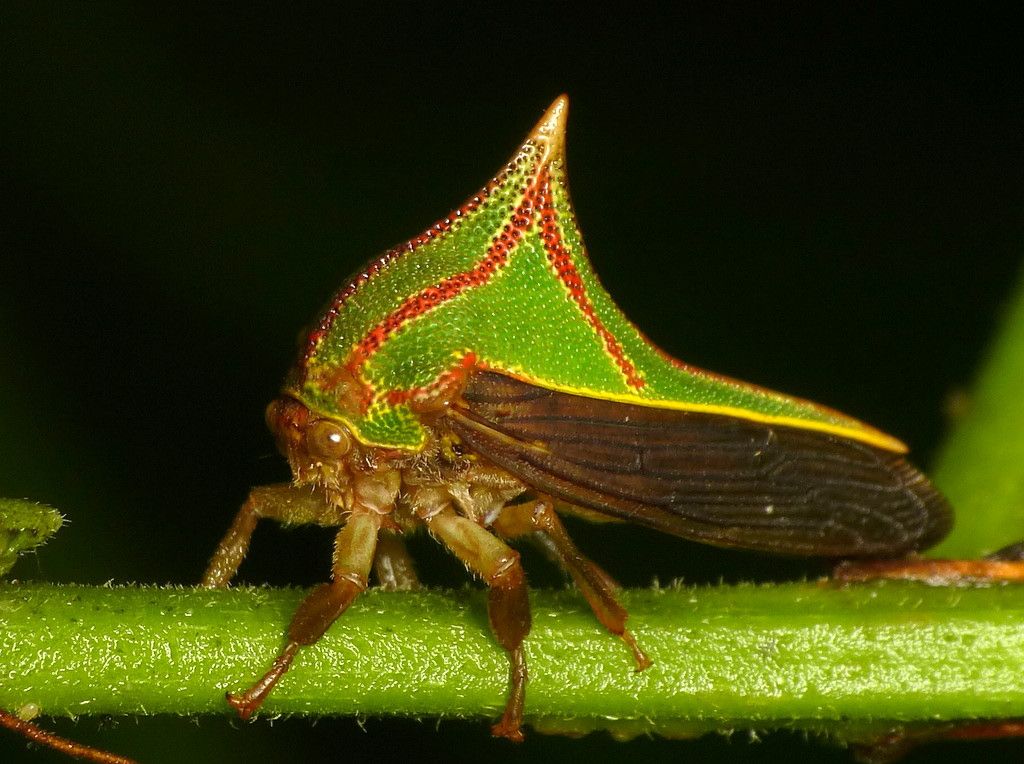 Thorn-Bug Thorn-Bug