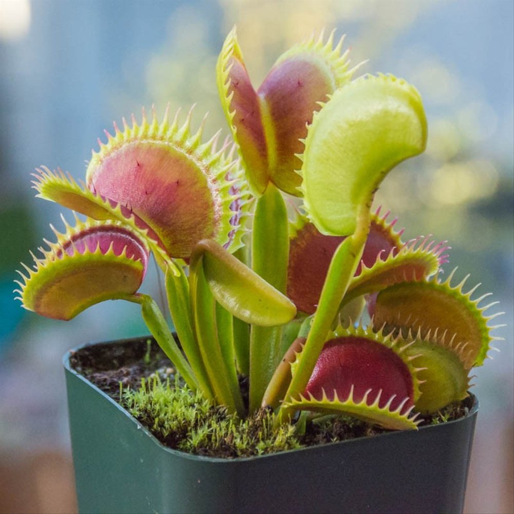 Venus-Fly-Trap-–-Dionaea-muscipula Venus-Fly-Trap-–-Dionaea-muscipula