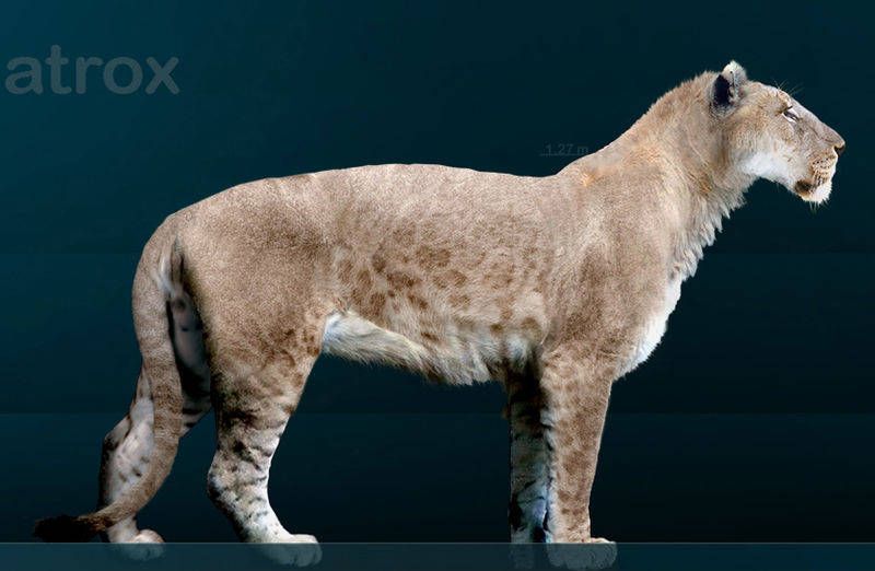 american-lion american-lion