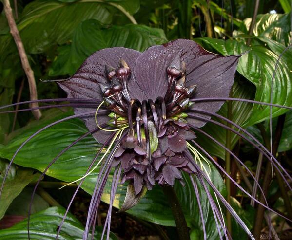 bat-flower bat-flower