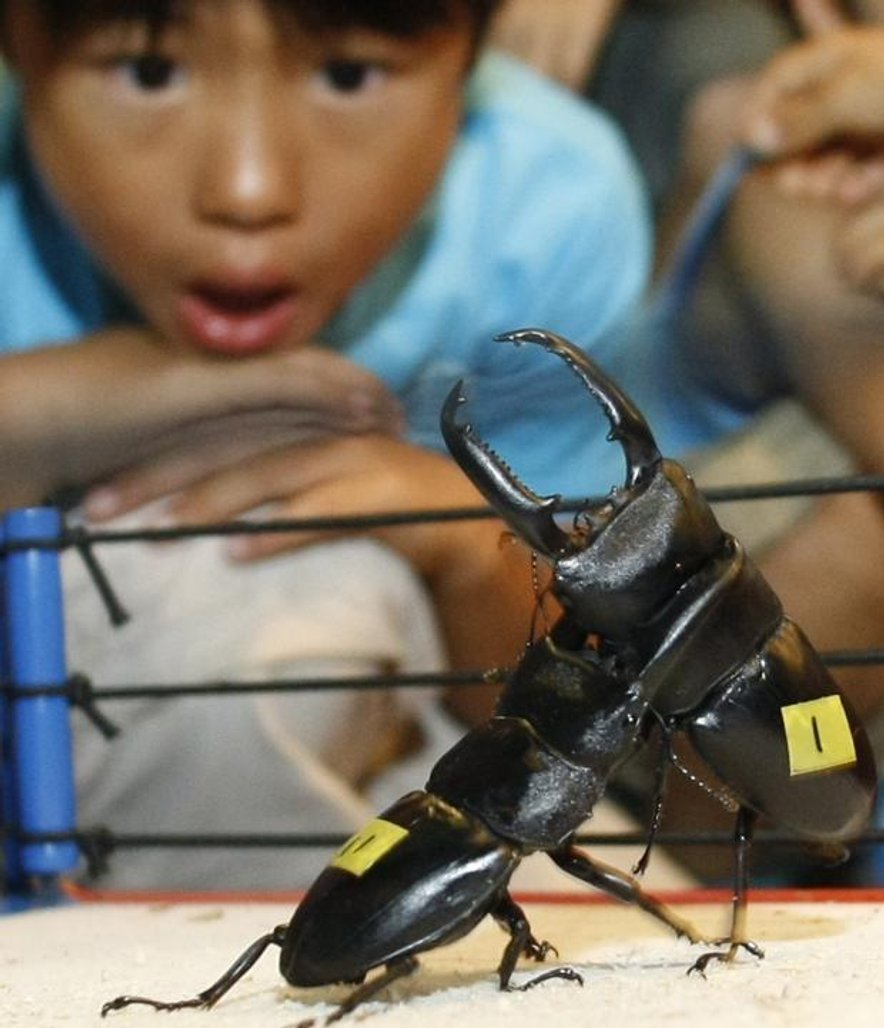 beetle-fighting beetle-fighting