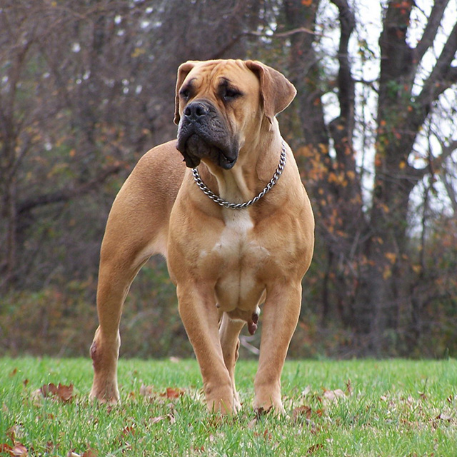 boerboel