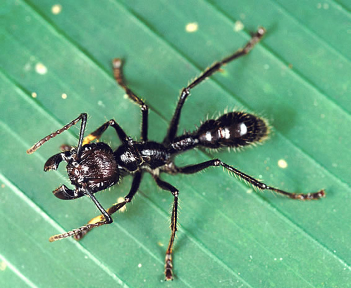 bullet-ant bullet-ant