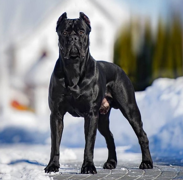 cane-corso-black