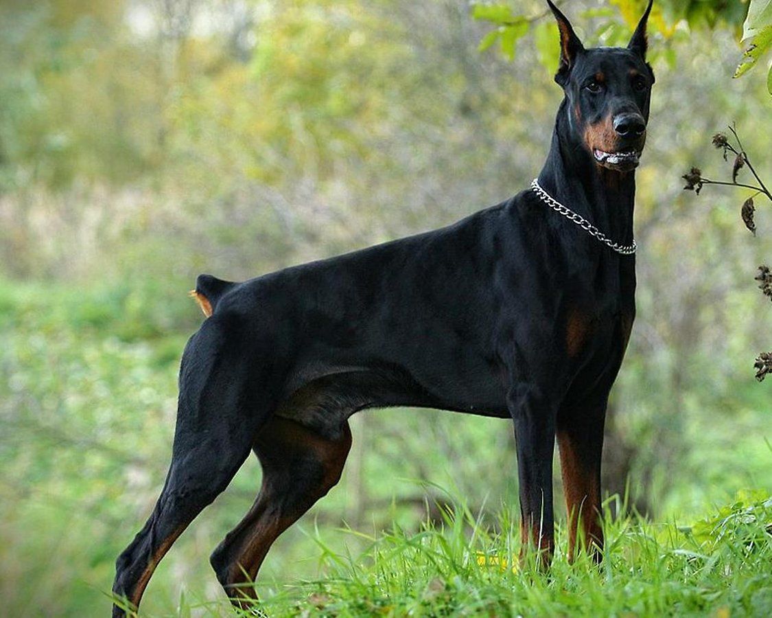 doberman