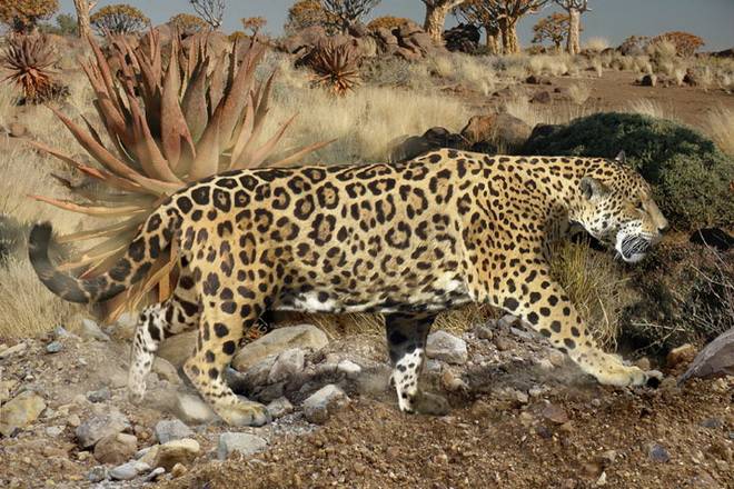european-jaguar european-jaguar