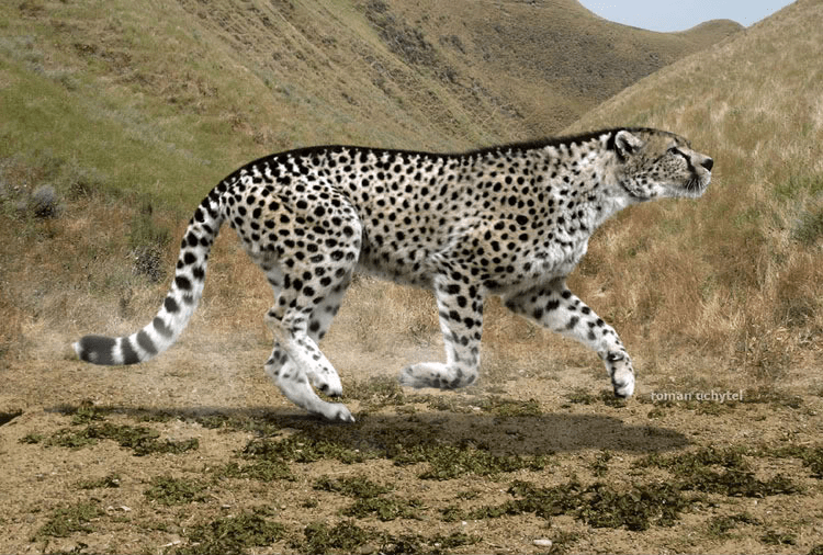 giant-cheetah giant-cheetah
