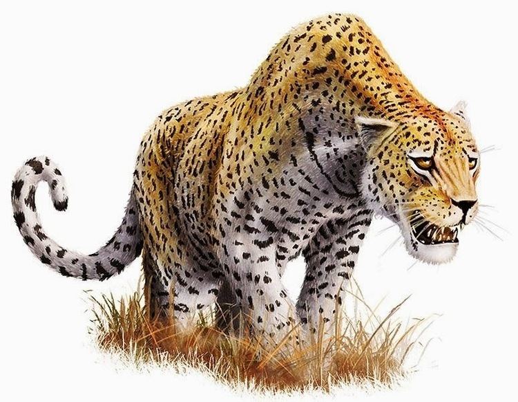 giant-panthera-onca-augusta