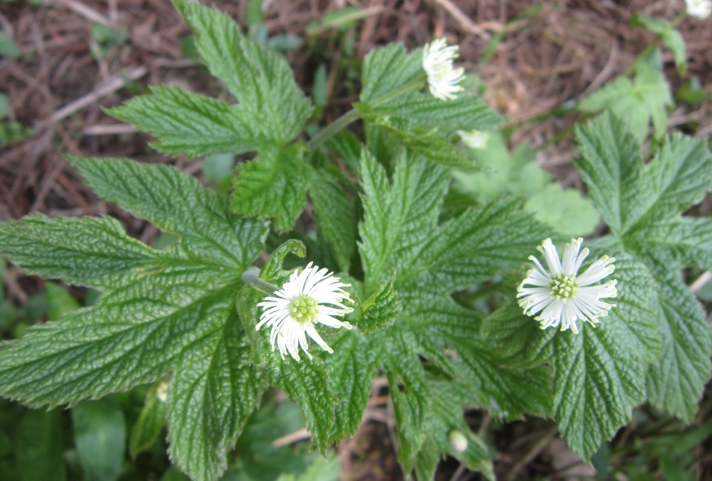 goldenseal