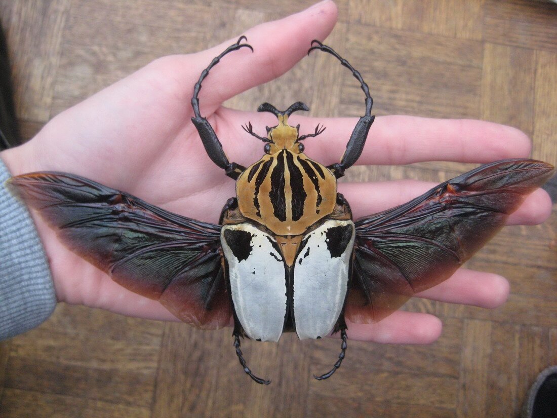 goliath-beetle