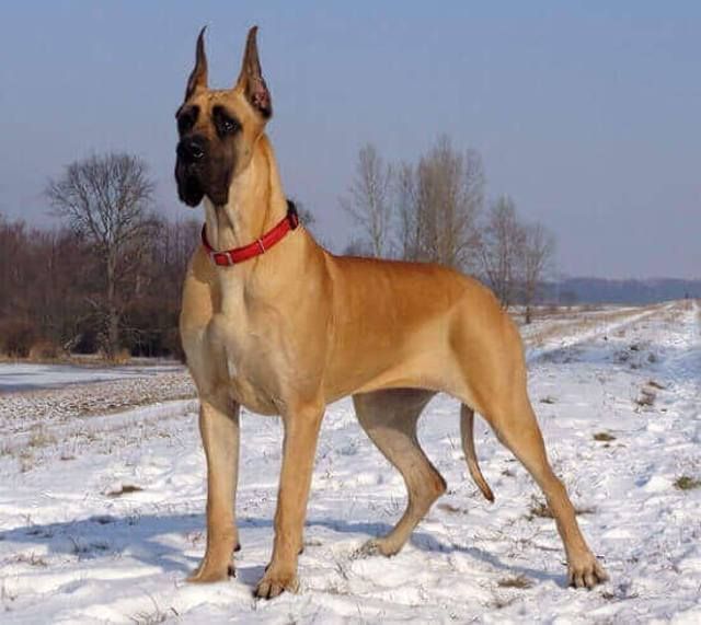 great-dane