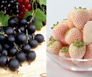 Top 10 Hybrid Foods You Didn’t Know Exist