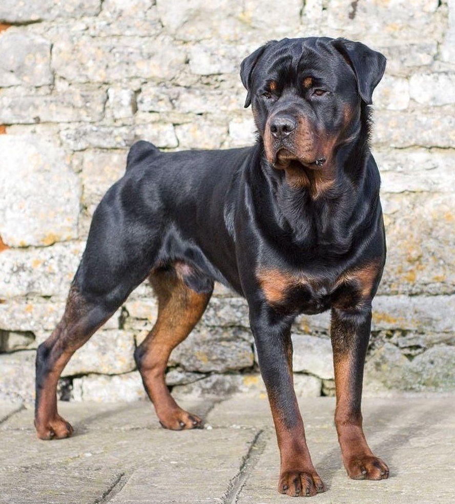 rottwailer